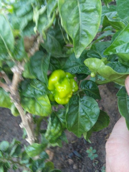 IMG_20170210_084952