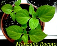 Rocoto Manzano