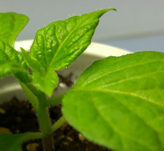 rocoto