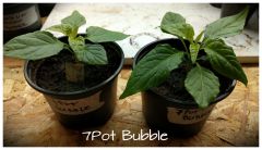 7pots bubble