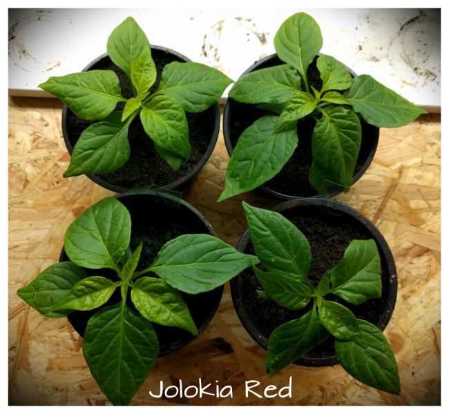 Jolokia red