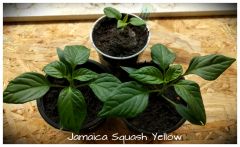 Jamaica squash yellow