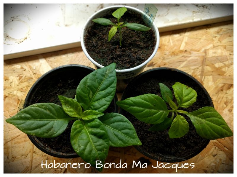 Haba Bonda Ma Jacques