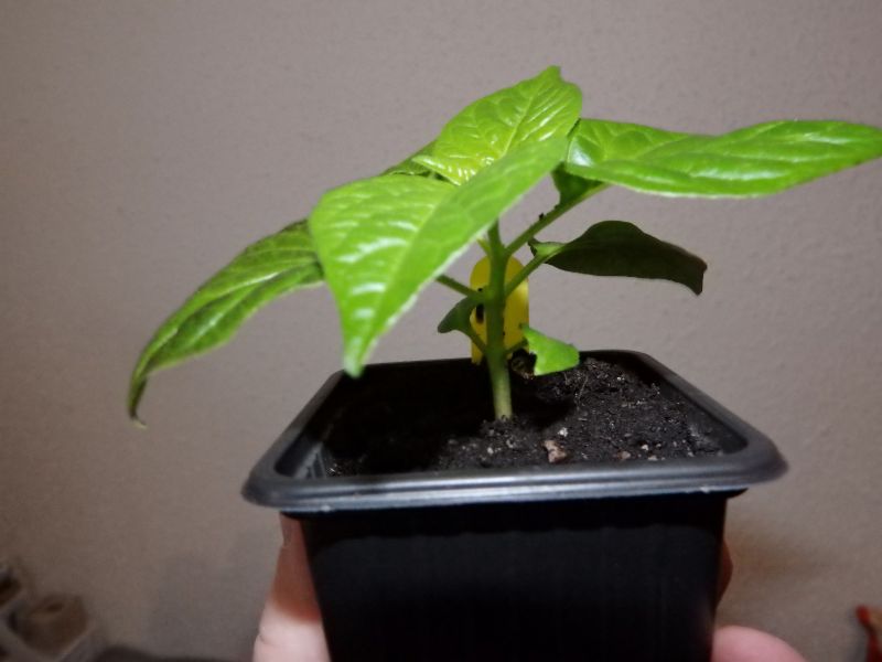 026-Habanero Green