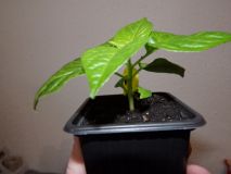 026-Habanero Green