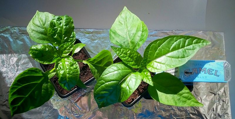 Jalapeno