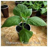 Manzano Rocoto Red