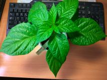 IMG_20170313_184520