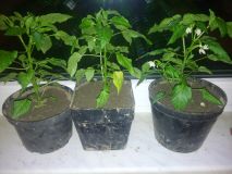 3 větší papriky zatím neznámé odrůdy