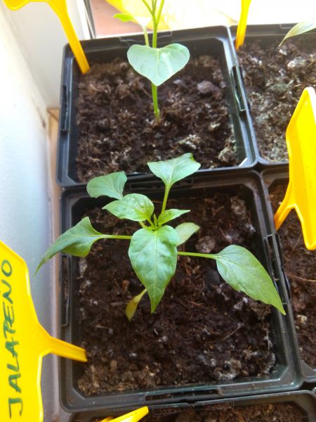 Nepodárek Jalapeno
