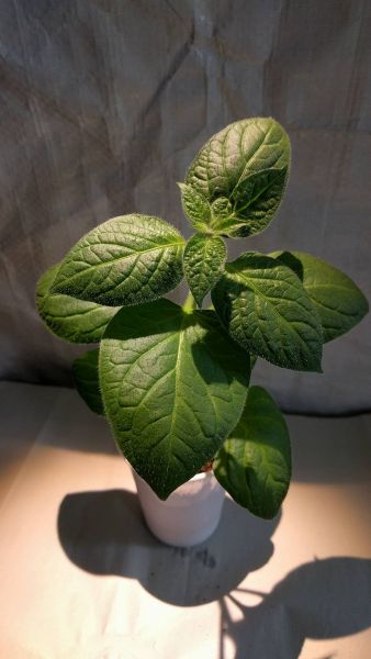 rocoto