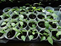 C. Annuum