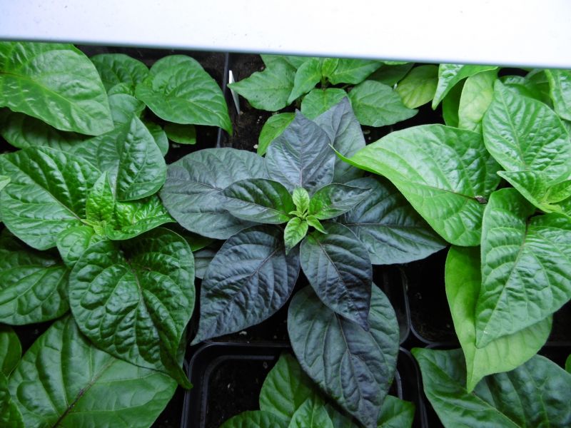 Cheiro Roxa