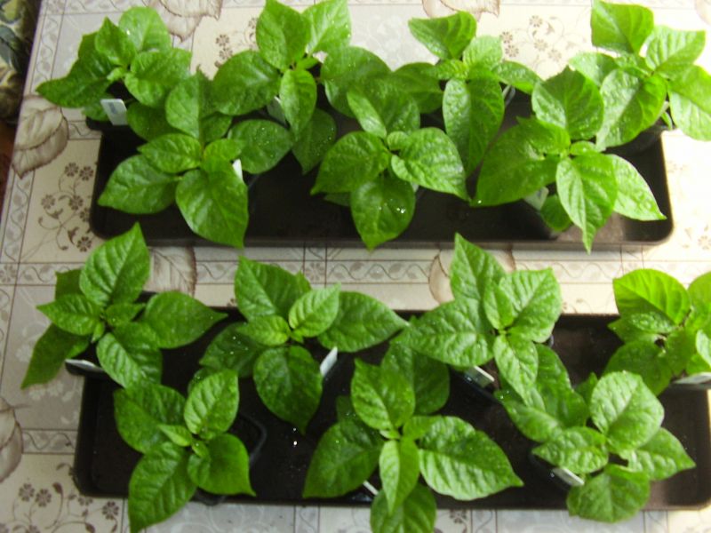 carolina a moruga