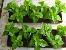 carolina a moruga