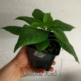 Jolokia red