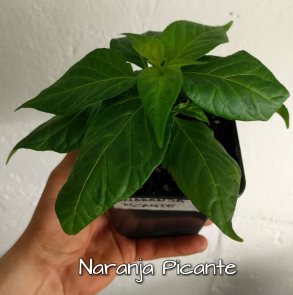 Naranja Picante