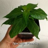 Naranja Picante