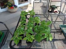 045-Habanero+Moruga