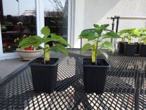 049-Habanero Mustard