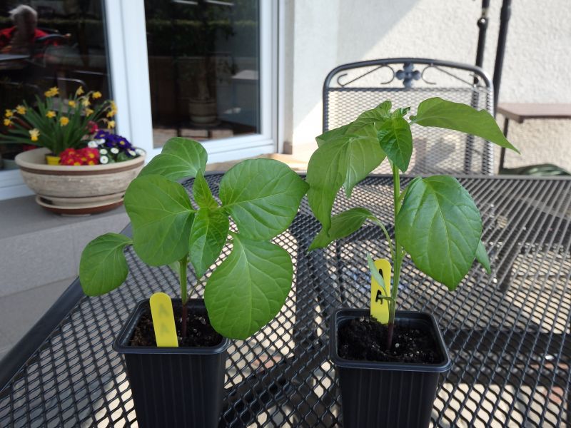 055-Aji Amarillo
