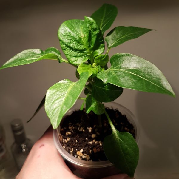pokrutene_habanero