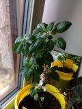 IMG_20170404_174847