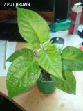 7 POT BROWN