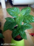 HABA ORANGE