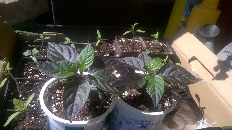 WP_20170410_002