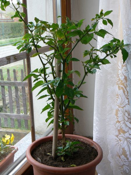 P1300281