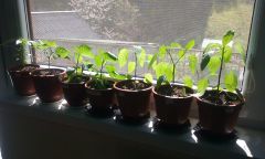 20170421_131408