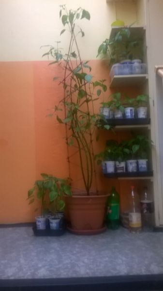 WP_20170421_003