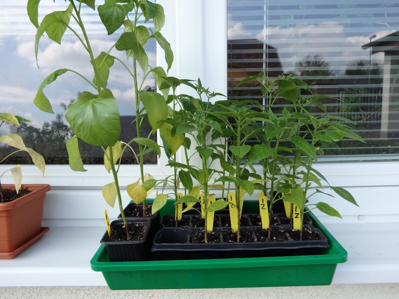110-Aji Amarillo a chilli z Izraele