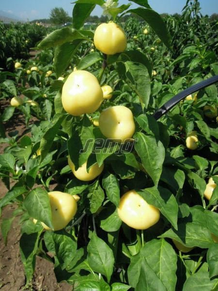 119-palinda F1