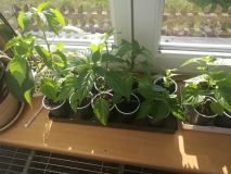 IMG_20170331_163136