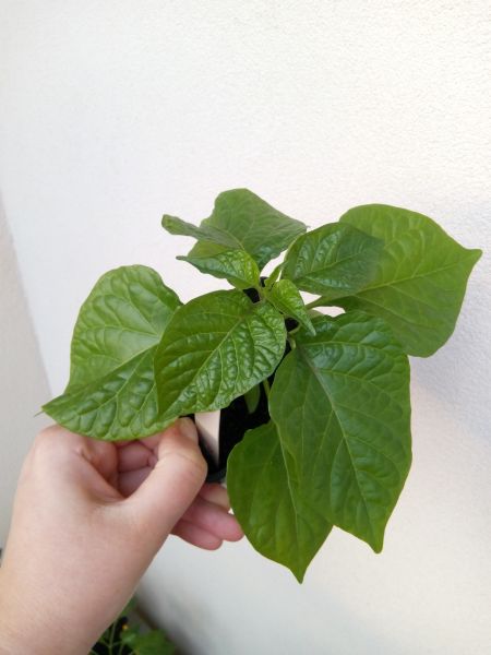 Trinidad Scorpion Moruga