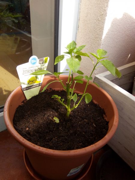 Aji Lemondrop