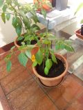 Rocoto peron