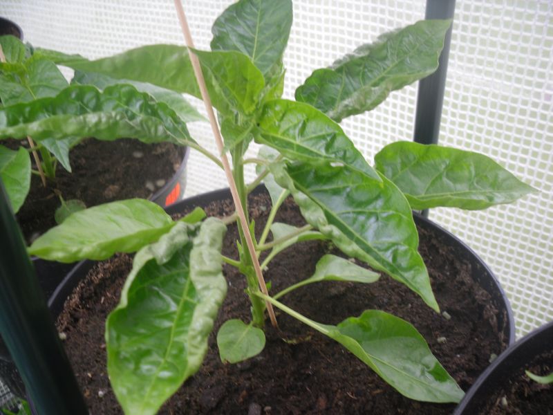 paprika 1