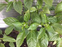 Black scorpion tongue