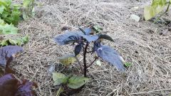 PHOTO_20170525_181132