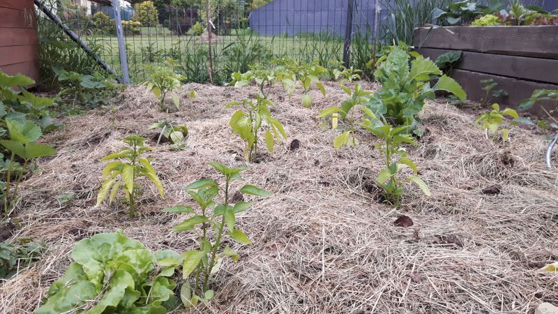 PHOTO_20170525_181145