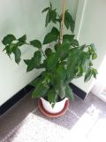 20170527_160614