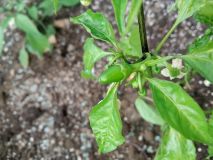 IMG_20170524_122435