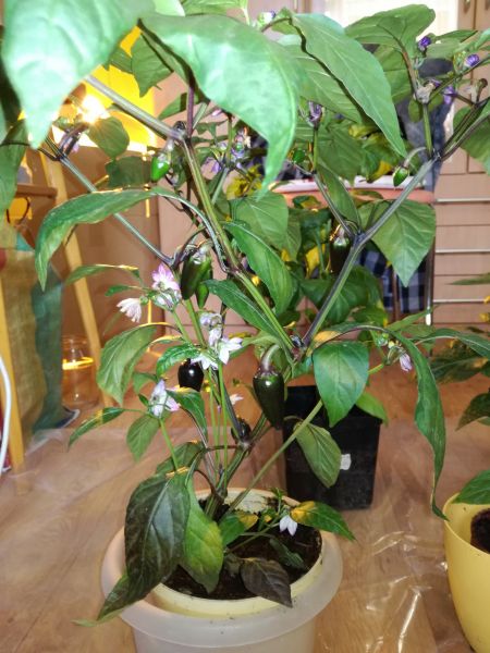 Jalapeno purple