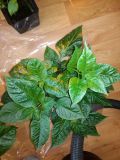 Carolina reaper HP22B