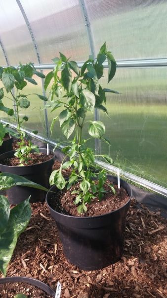 Cayenne Long Slim + Bishop´s Crown