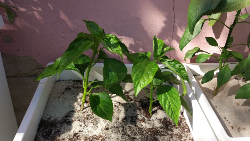 7 Pot
