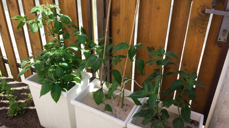 Rocoto